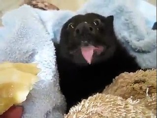 Une Chauve-souris mange une banane et c'est trop mignon!