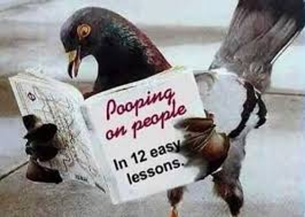 Amazing Pigeon Dance