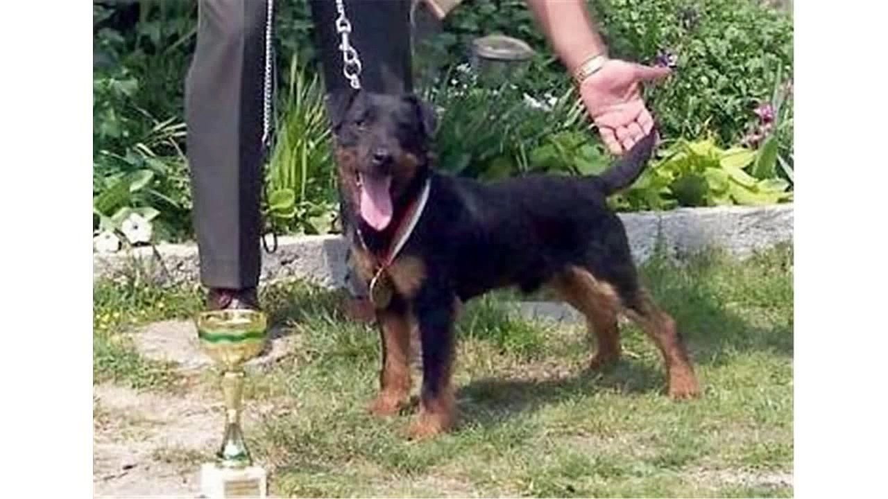 Jagdterrier, Fearless Little Hunter