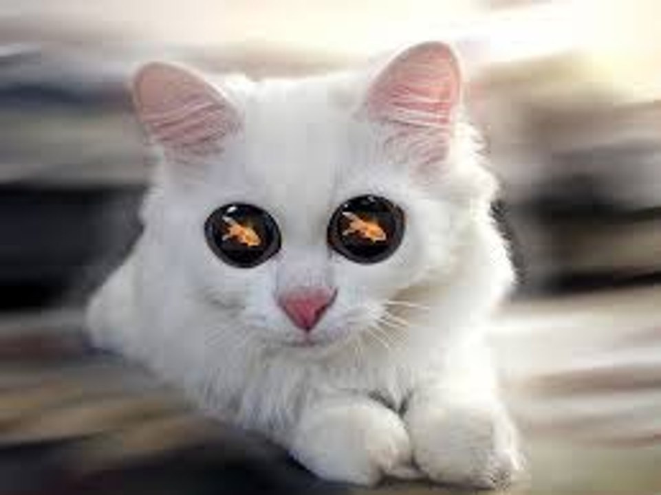 Amazing CAT