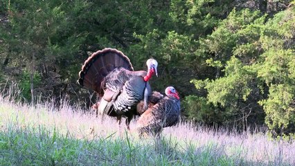 15 Verges De Fichiers: Saison 2 En Turquie La Chasse Teaser