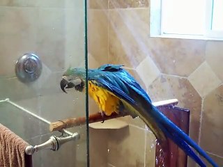 Un perroquet qui apprécie sa douche