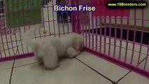 Bichon Frise, Puppies, For, Sale, In, Mesa, Arizona, AZ, San Tan Valley, Yuma, Surprise, Peoria, Tem