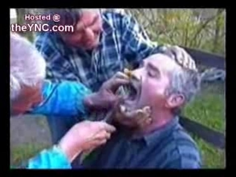 Dentistehongrois