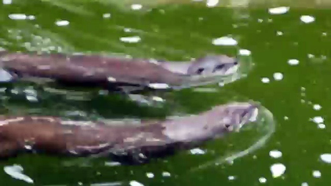 Sea Otters at Lehigh Valley Zoo in PA