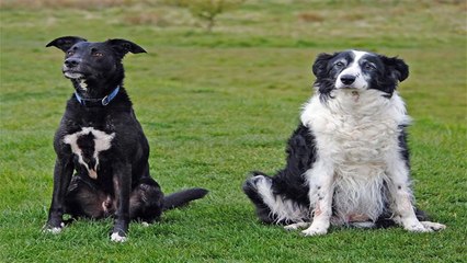 Dog Training part III  Communicating with the dog