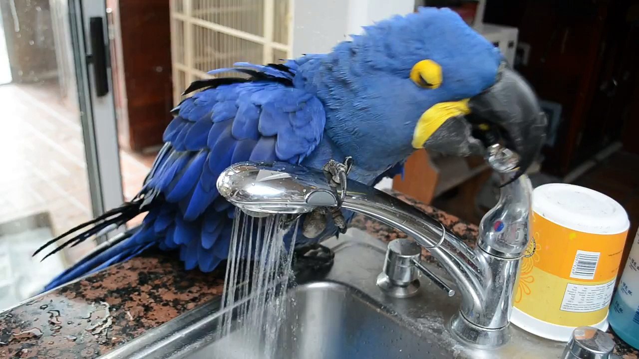 Un perroquet prend sa douche