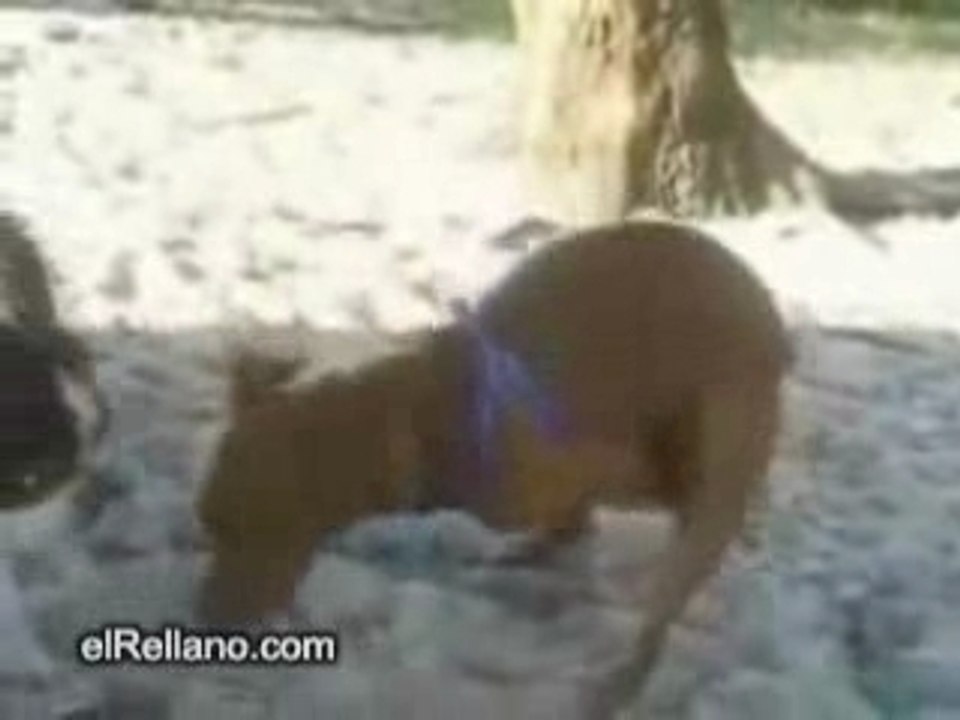 Perro_desesperado
