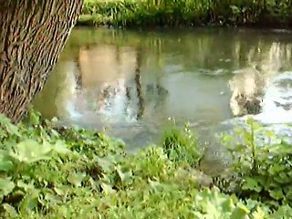 Erfurter Entenbande - Enten in der Gera in Erfurt