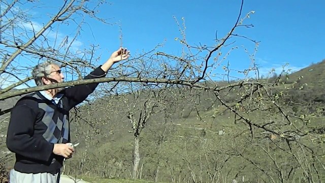 fındık budaması 2015 şubat örnek