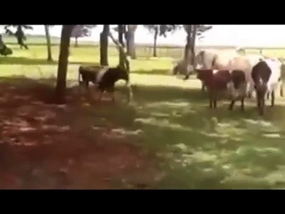Sheep vs Cow - Double K.O