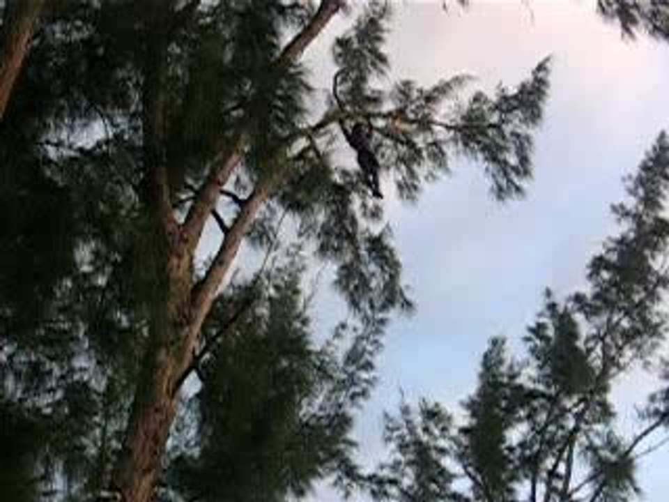 Tree Hanging