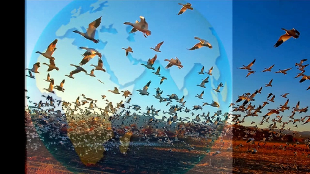 What a wonderful world - Louis Armstrong
