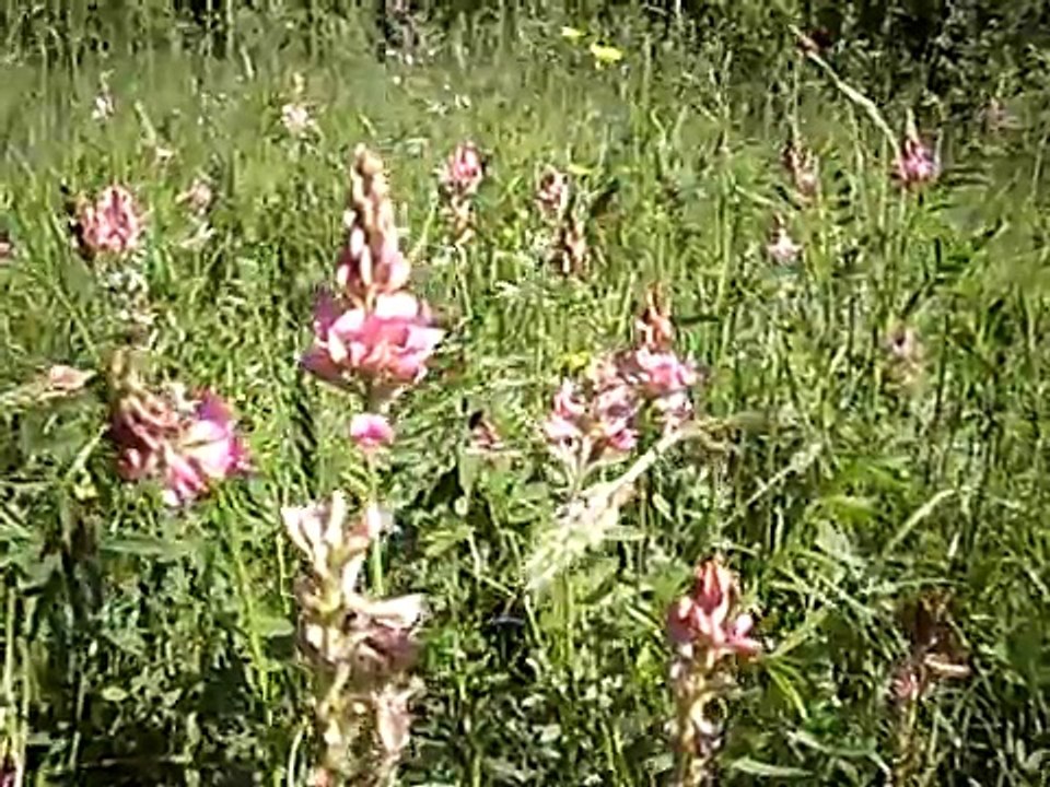 Erfurt Umland: Wiesenhuegel