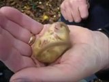 Baby Dormouse snoring while sleeping is so cute!