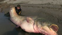 Giant catfish : new world record of the biggest fish caught with spinning fishing technic