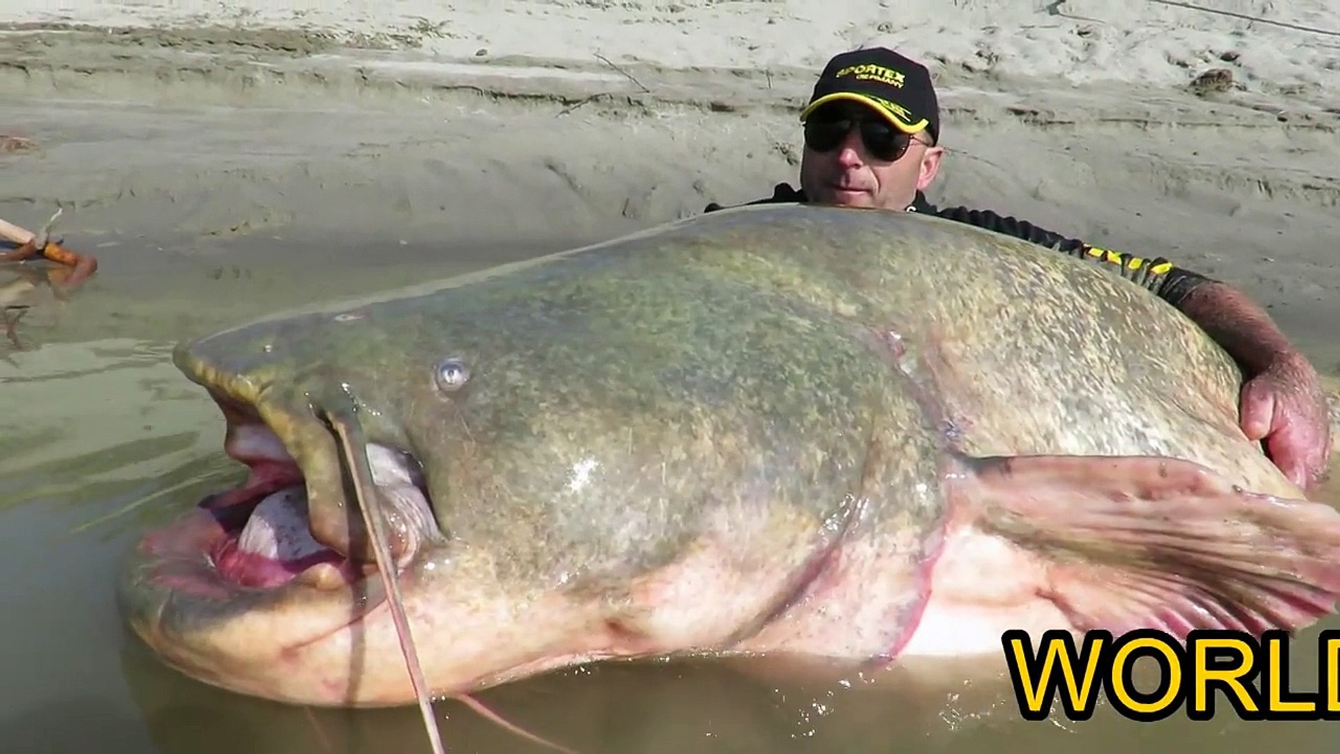Silure de 3m de long : record du monde du plus gros poisson péché au  leurre! - Vidéo Dailymotion
