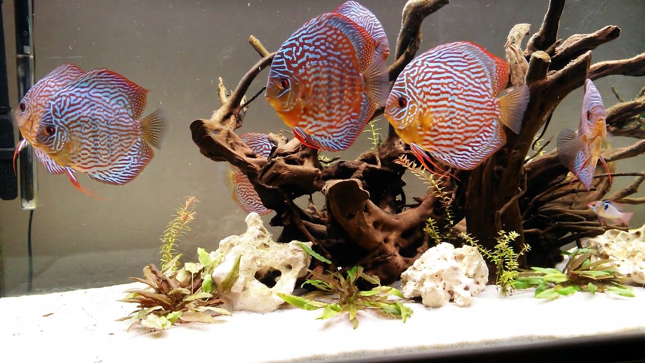 Mon 450L