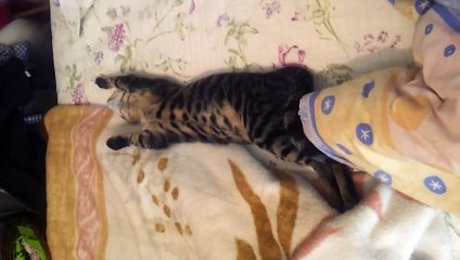 Cute Cat Sleeping Like a Human