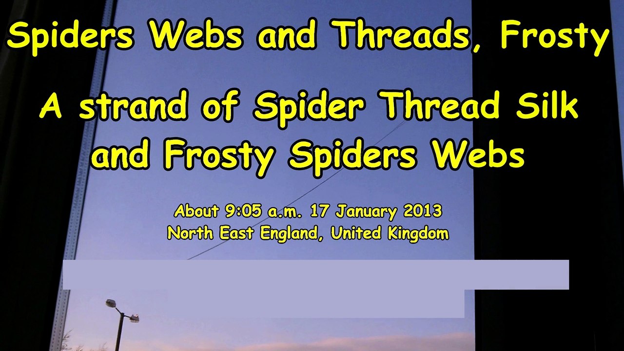 Spiders Webs and Threads, Frosty. A strand of Spiders silk