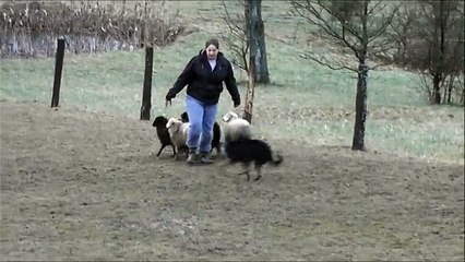 Jake de la cité de la faïencerie 8 mois et demi au troupeau