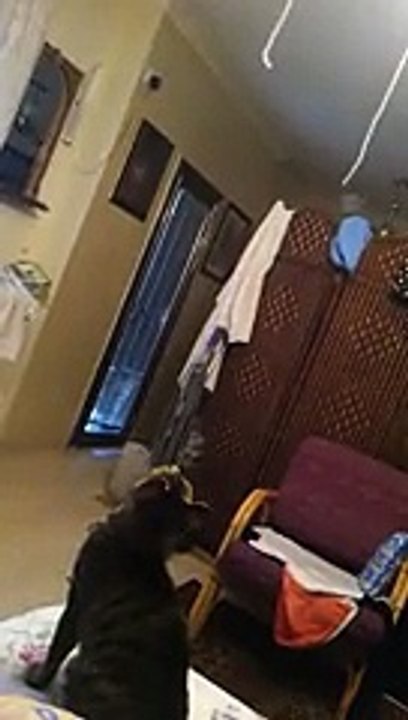 Cat Jump Wipeout!
