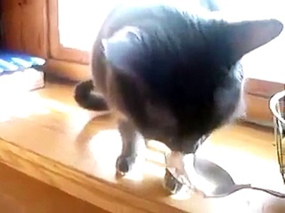 Cat Makes Hilarious Sound When Eating