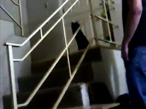 Cat Slides Down Stair Railing!