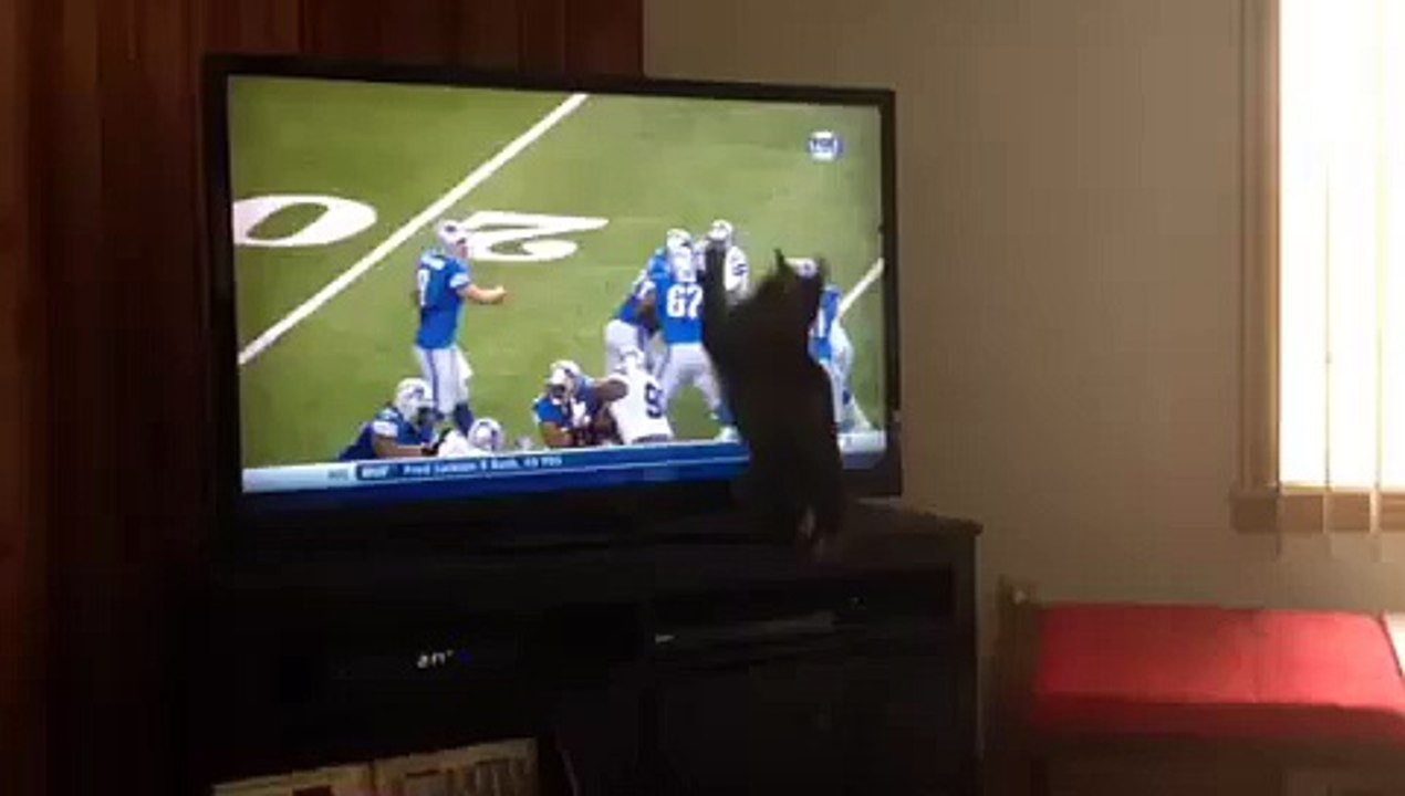 Cat Tries to Catch Football Pass on TV!