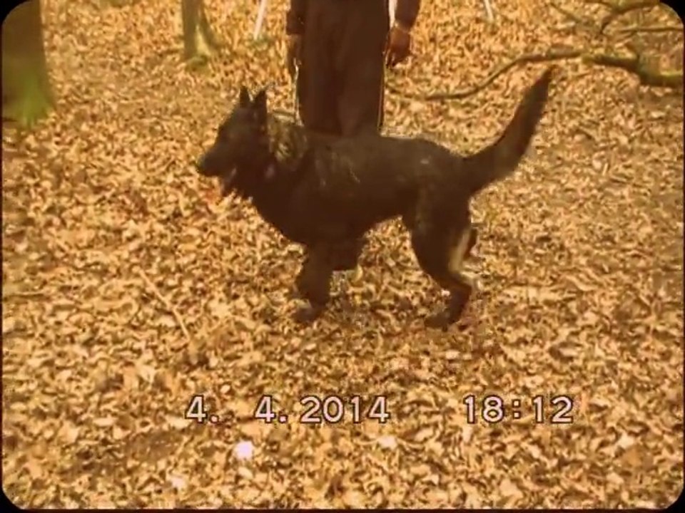 Boxie " IX van arne's'hoeve