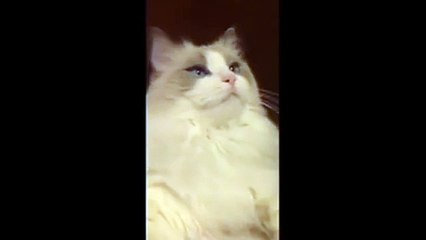 Cat Gets Its Teeth Brushed.. ̯๏