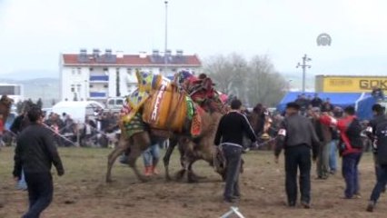 22. Geleneksel Altınova Deve Güreşleri Şenliği