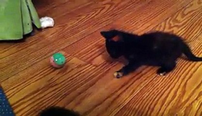 Cute Kitten Learns to Play With Ball
