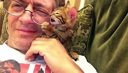Cute Kitten Wants Owner's Glasses