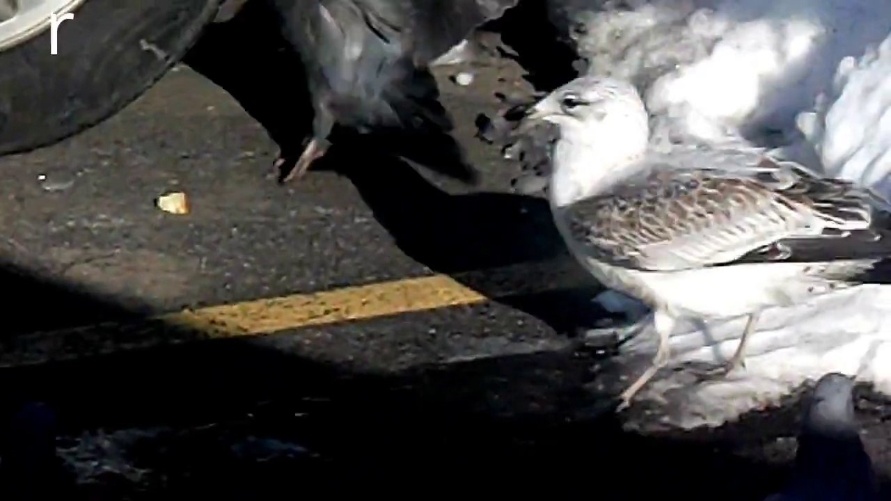 HUNGRY PIGEONS VS HUNGRY SEAGULLS