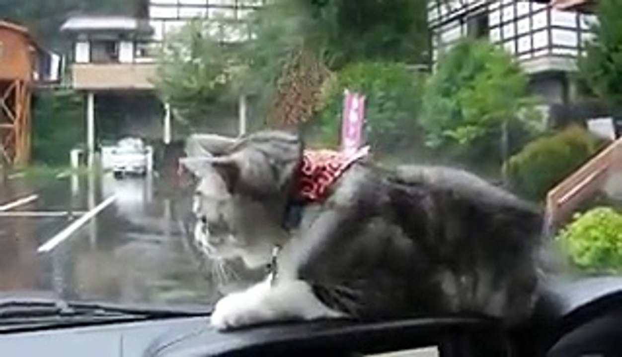Determined Cat vs Windshield Wipers