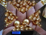 pearls wholesale whatsapp  6287865026222 Miss Joaquim Pearls Lombok Indonesia