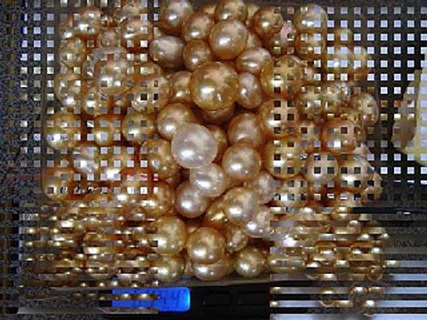 golden south sea pearls wholesale whatsapp +6287865026222 Miss Joaquim Pearls Lombok Indonesia