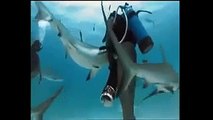 Köpekbalıklarıyla Arkadaşlık Kuran Adam