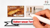 Termite Protection Services in Florida (Subterranean Formosan and Drywood Termites)