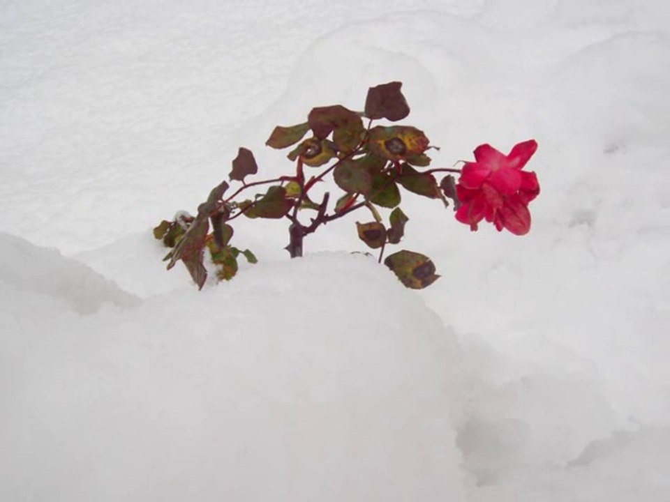 La Roque sur Pernes sous la neige février 2015 par Leïla Estellon