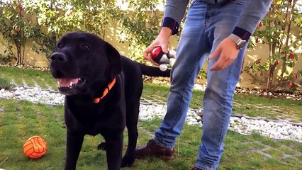 Dog Is HUGE Fan of Massages.