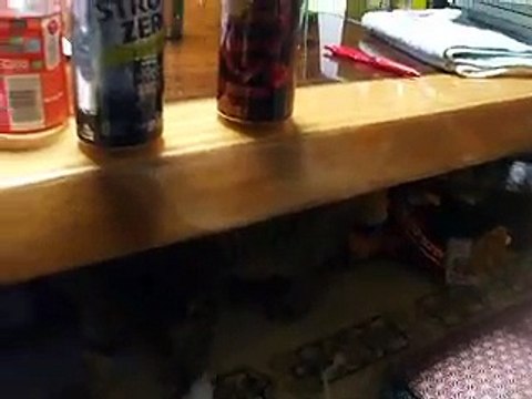 notice the jumping cat (pet kitty animal video movie)