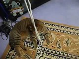 notice funny cat fights with 3 ropes part4 (pet kitty animal video movie )
