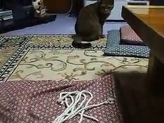 notice funny cat fights with 3 ropes part6 (pet kitty animal video movie )