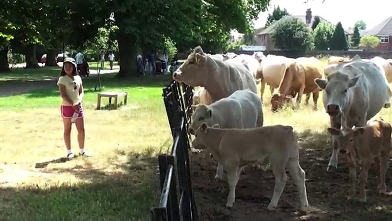 Cow attack funny video