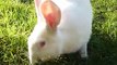 Cute White Bunny Eating Grass. Funny Little Giant Rabbit. Nice Beautiful Pet, Nice Animal, Video