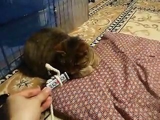 funny cat and BLACK BLACK gum (pet kitty animal video movie )