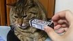 It smells...funny cat and mint gum (pet kitty animal video movie )