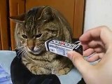 It smells...funny cat and mint gum (pet kitty animal video movie )